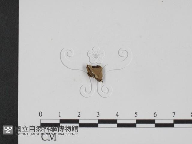 登錄號:F0010091藏品圖，第3張