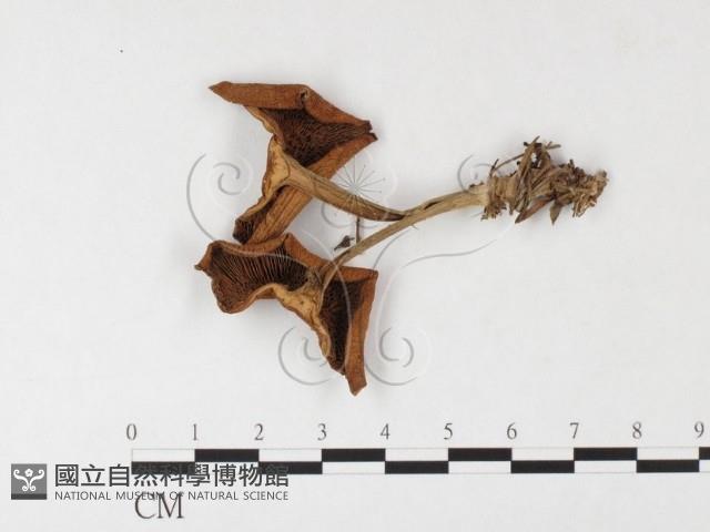 登錄號:F0026091藏品圖，第3張