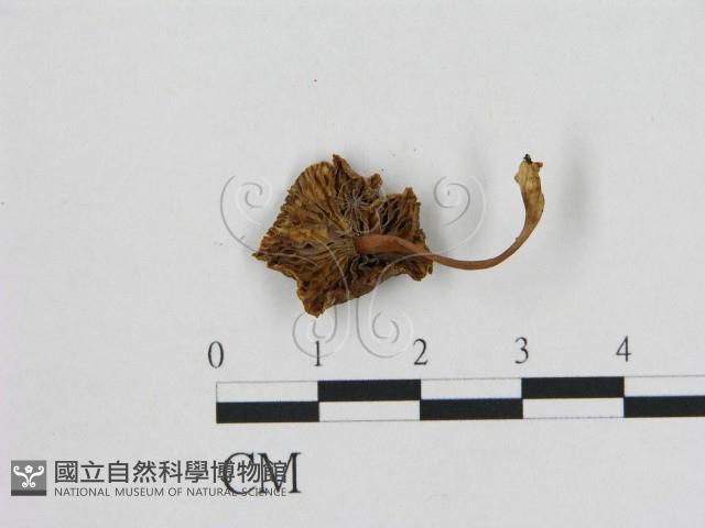 小皮傘屬藏品圖，第3張