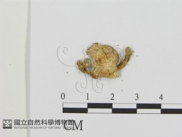 登錄號:F0002091藏品圖，第3張