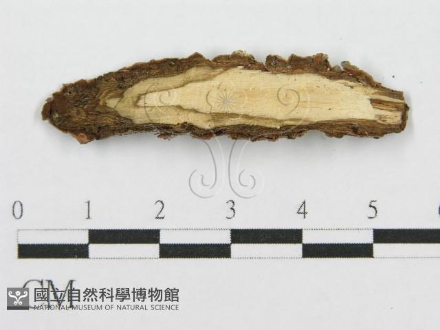 筍殼菌屬藏品圖，第3張