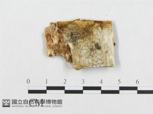 登錄號:F0007091藏品圖，第3張