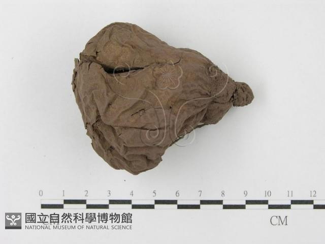 紫色禿馬勃藏品圖，第1張