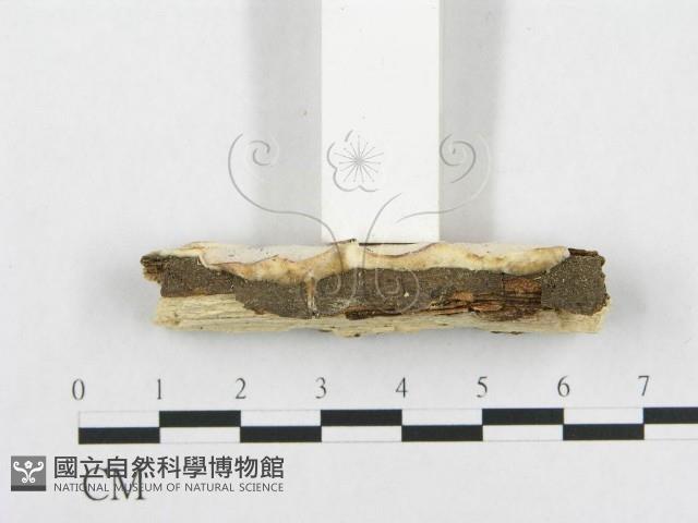 骨皮菌屬藏品圖，第3張