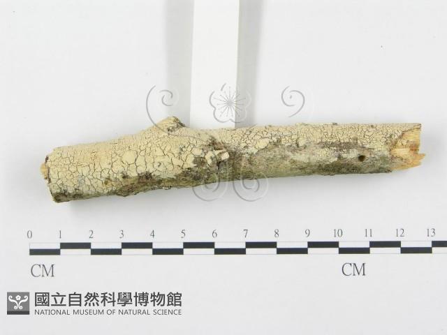 登錄號:F0015091藏品圖，第3張