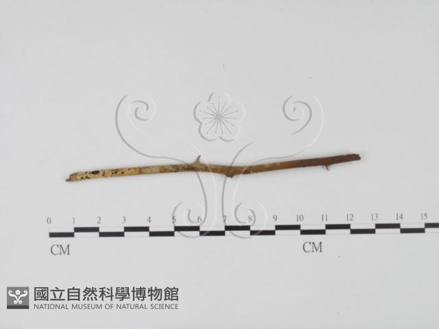 登錄號:F0003091藏品圖，第3張
