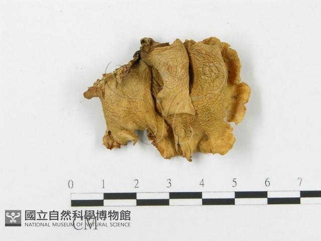 登錄號:F0013091藏品圖，第3張