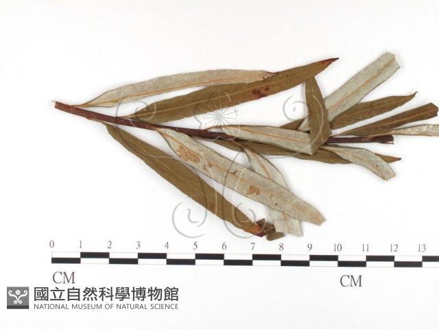 登錄號:F0026391藏品圖，第1張