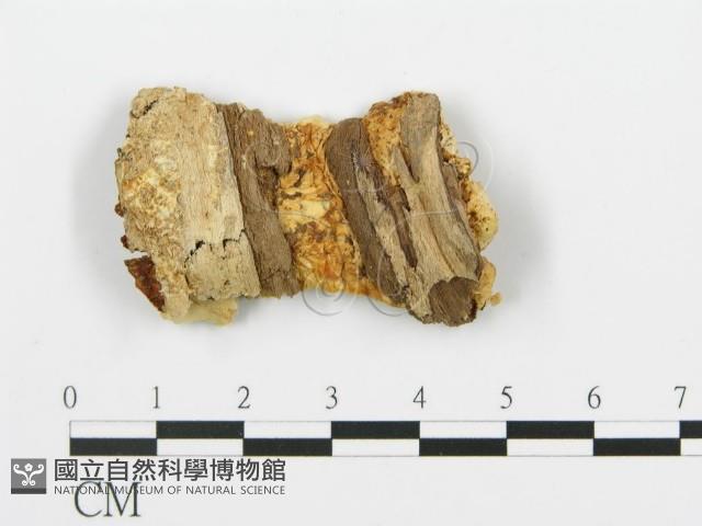 登錄號:F0006391藏品圖，第3張