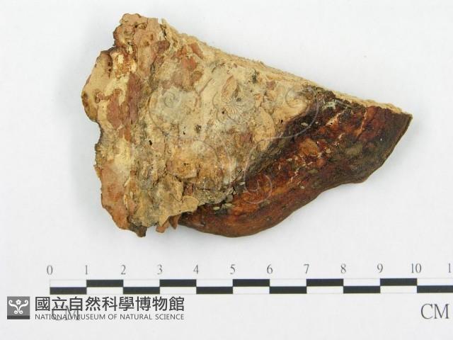 登錄號:F0011391藏品圖，第1張