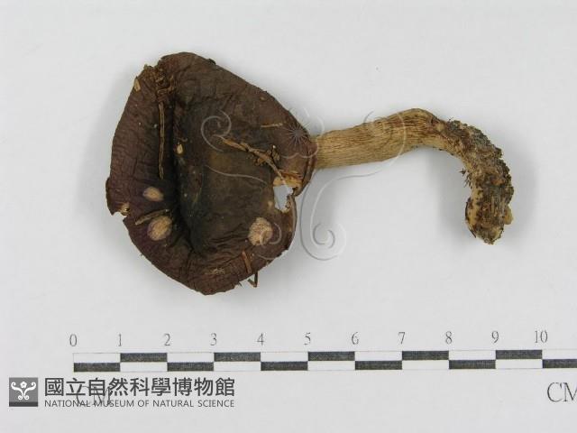 登錄號:F0004391藏品圖，第3張