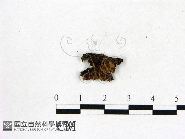 登錄號:F0014391藏品圖，第3張
