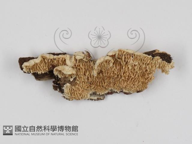 登錄號:F0017391藏品圖，第1張
