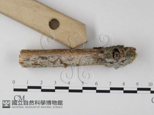 絲皮菌屬藏品圖，第3張