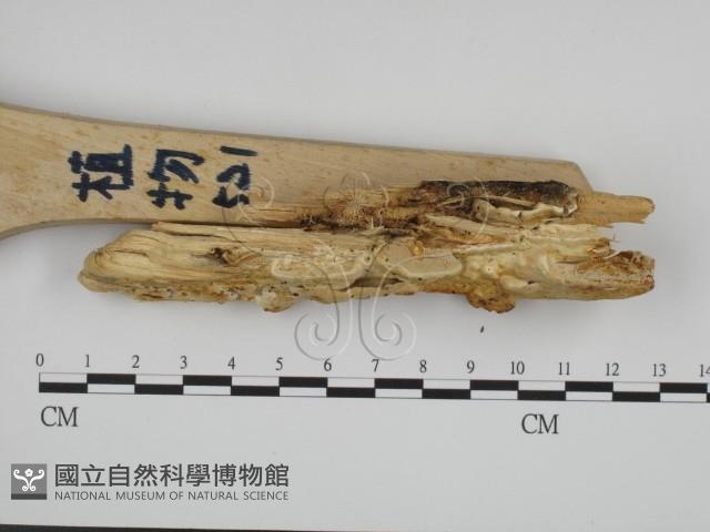 登錄號:F0015391藏品圖，第3張