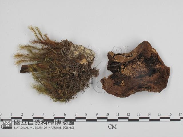 登錄號:F0013391藏品圖，第3張