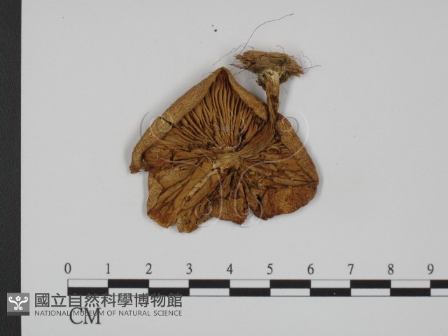 登錄號:F0008281藏品圖，第3張
