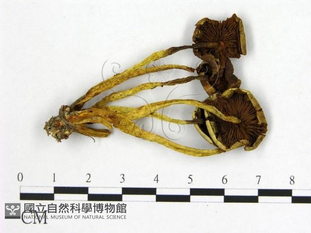 登錄號:F0020281藏品圖，第3張