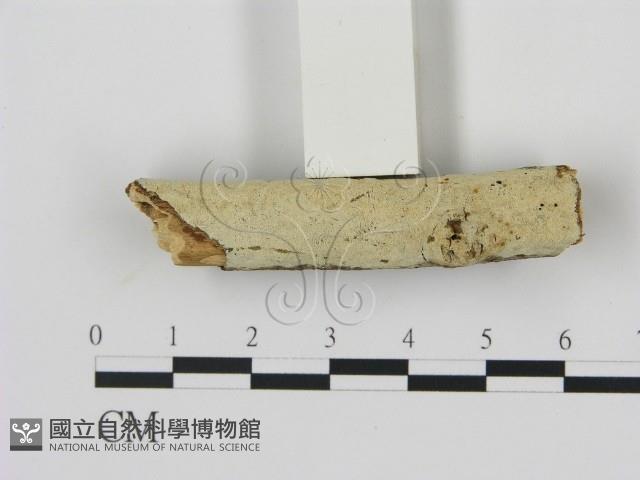 剛毛絲皮菌藏品圖，第3張