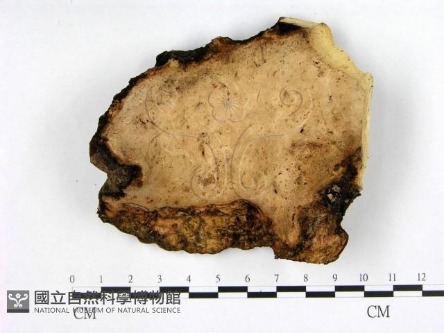 多年臥孔菌屬藏品圖，第3張