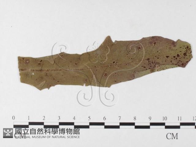 登錄號:F0026281藏品圖，第1張