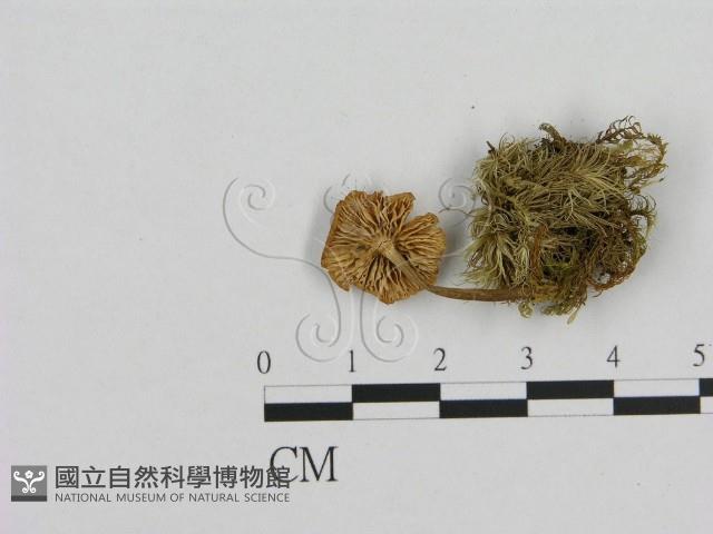 小菇屬藏品圖，第3張