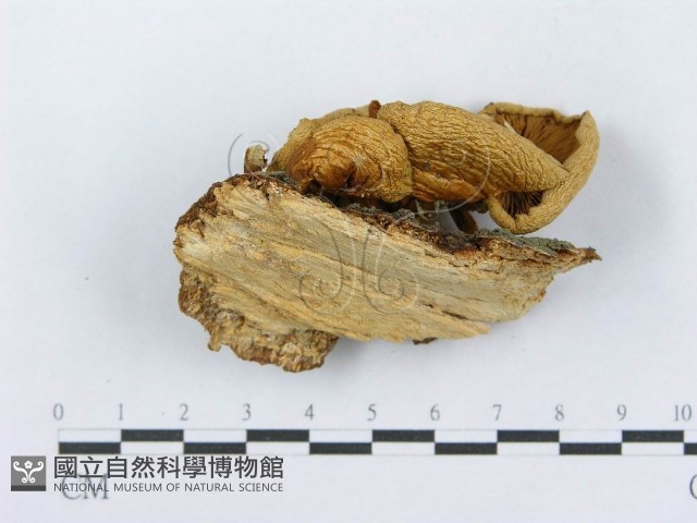 登錄號:F0014281藏品圖，第3張