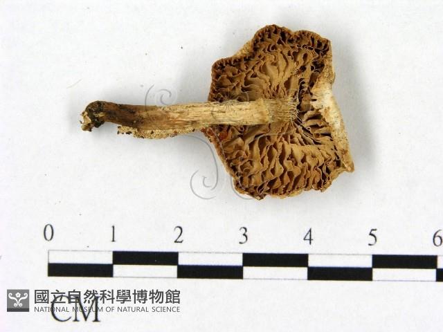 登錄號:F0022281藏品圖，第3張