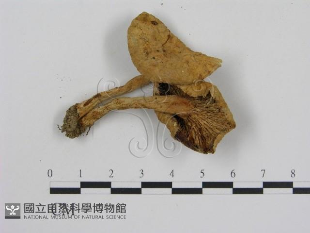 乳菇屬藏品圖，第3張