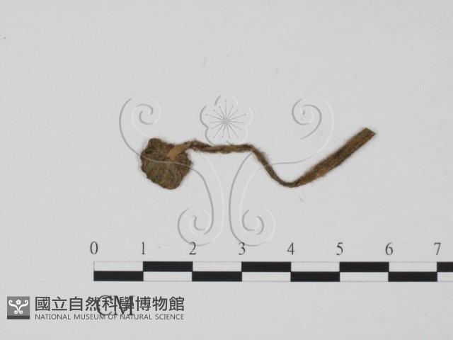 登錄號:F0012281藏品圖，第3張