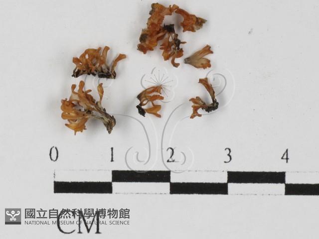 登錄號:F0027281藏品圖，第3張