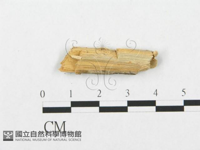 登錄號:F0007281藏品圖，第3張