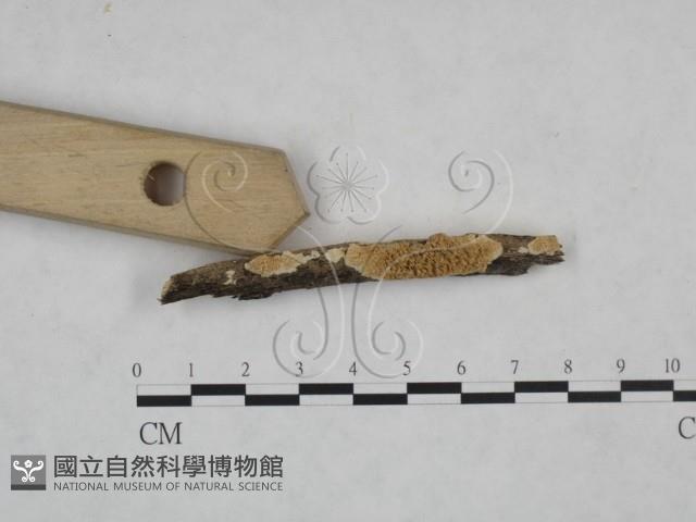 耙菌屬藏品圖，第3張