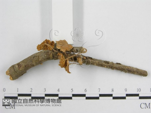 微皮傘屬藏品圖，第3張