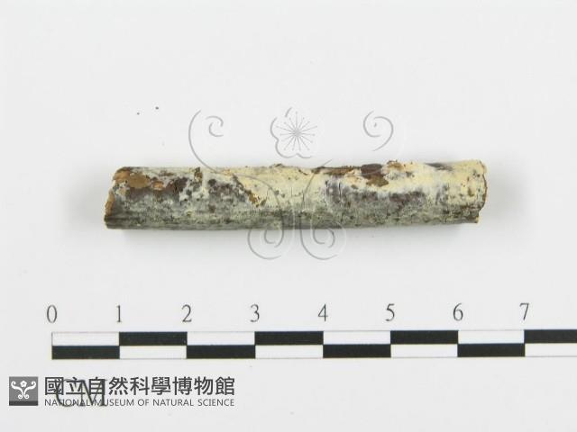 阿太菌屬藏品圖，第3張