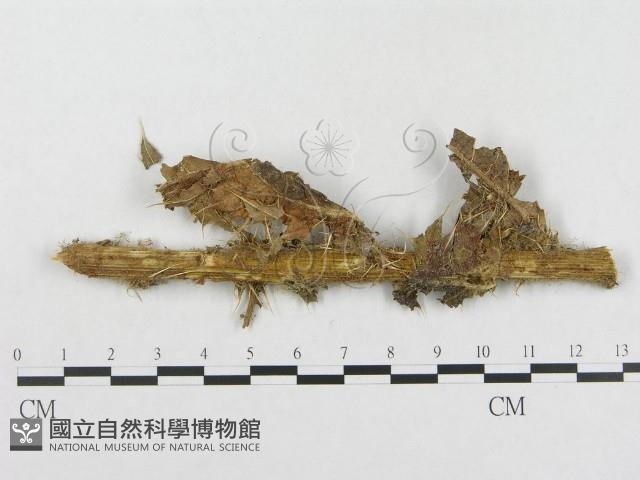 登錄號:F0019281藏品圖，第1張
