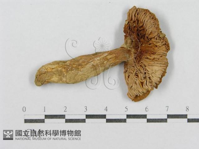 登錄號:F0013281藏品圖，第3張