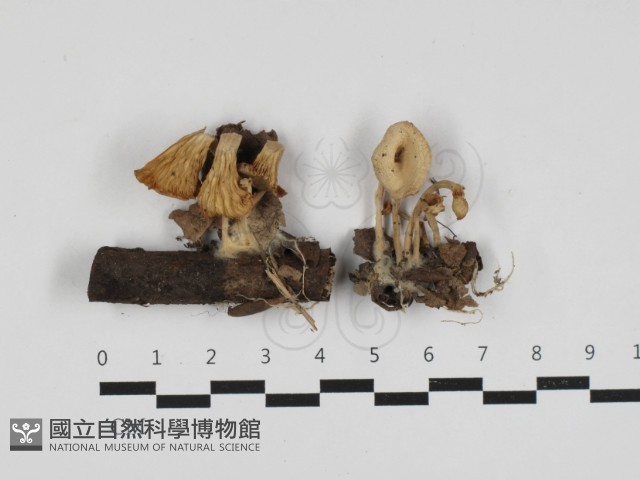 杯傘屬藏品圖，第1張
