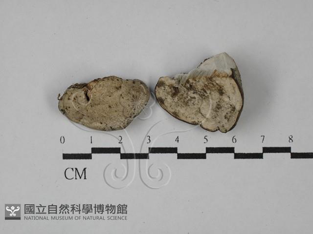登錄號:F0028881藏品圖，第3張