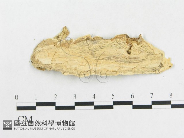 革墊菌屬藏品圖，第3張