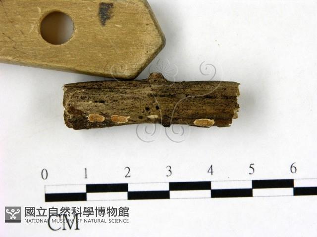 登錄號:F0020881藏品圖，第3張
