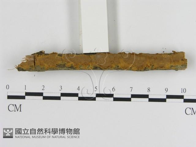 刺革菌屬藏品圖，第3張