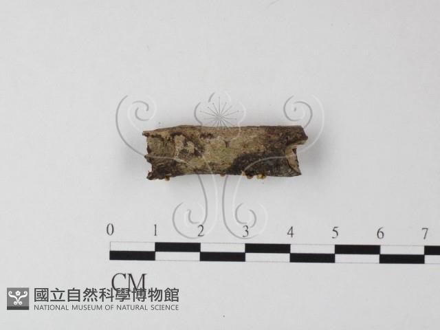 登錄號:F0010881藏品圖，第3張