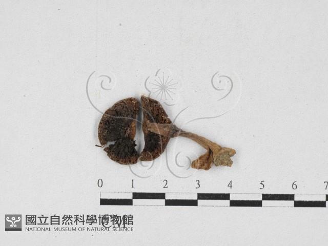 登錄號:F0026881藏品圖，第3張