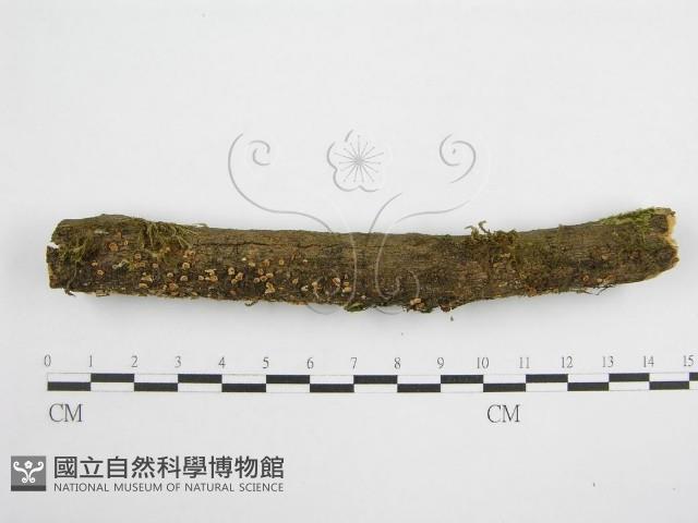 微皮傘屬藏品圖，第3張