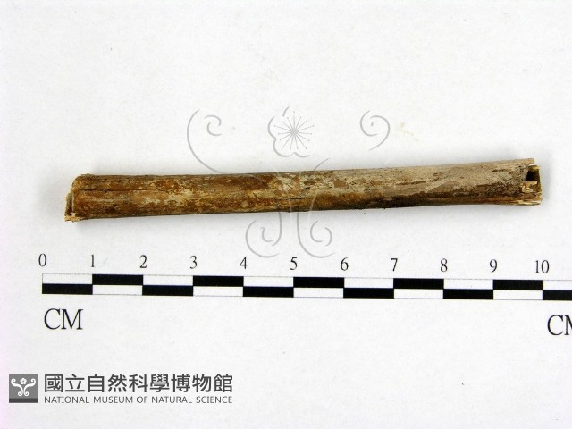 顯絲菌屬藏品圖，第3張