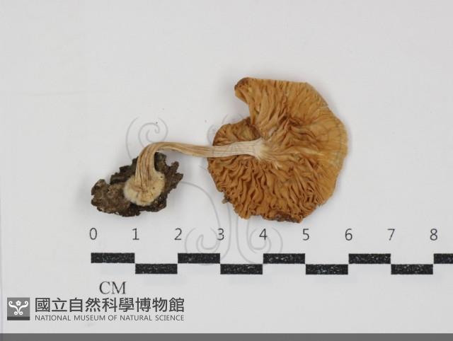 登錄號:F0034881藏品圖，第3張