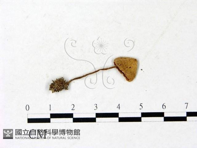 登錄號:F0022881藏品圖，第3張