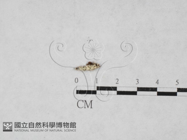 登錄號:F0027881藏品圖，第1張
