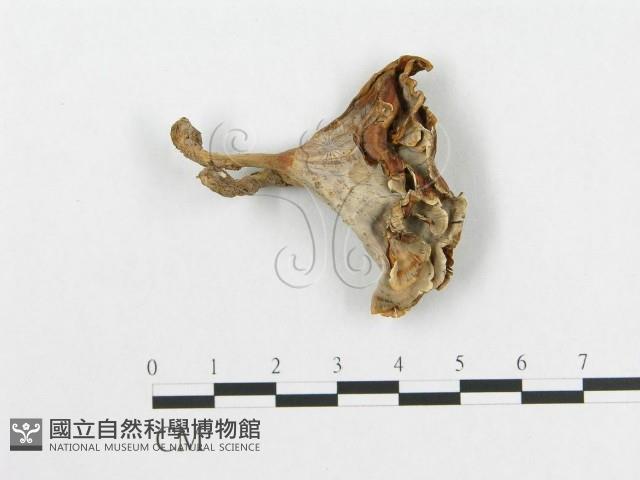 登錄號:F0007881藏品圖，第3張
